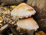 Hemipholiota populnea image
