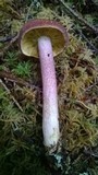 Tricholomopsis rutilans image
