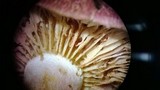 Tricholomopsis rutilans image
