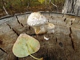 Hemipholiota populnea image