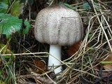 Agaricus placomyces image