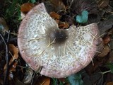 Agaricus placomyces image