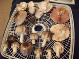 Agaricus placomyces image