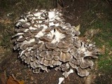 Grifola frondosa image
