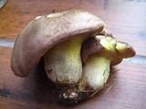 Suillus collinitus image