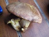 Suillus collinitus image