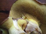 Suillus collinitus image