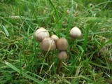 Psilocybe semilanceata image