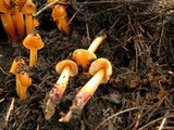 Phaeocollybia californica image