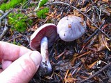 Cortinarius mutabilis image