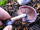 Cortinarius mutabilis image