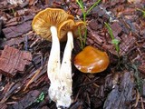Cortinarius vibratilis image
