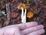 Cortinarius vibratilis image