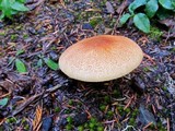 Tricholomopsis rutilans image