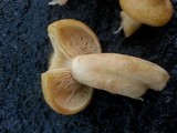 Tricholomopsis sulphureoides image