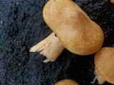 Tricholomopsis sulphureoides image
