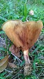 Paxillus involutus image