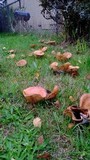 Paxillus involutus image