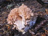Ramaria rubrievanescens image