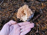 Ramaria rubrievanescens image
