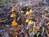 Mycena strobilinoidea image