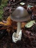 Amanita pachycolea image
