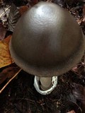 Amanita pachycolea image