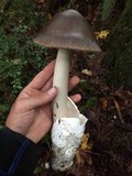 Amanita pachycolea image
