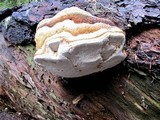 Fomitopsis officinalis image