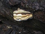 Fomitopsis officinalis image
