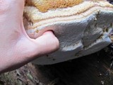 Fomitopsis officinalis image
