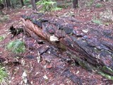 Fomitopsis officinalis image