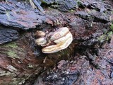 Fomitopsis officinalis image