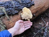 Hericium abietis image