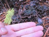 Thelephora terrestris image
