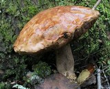 Sutorius eximius image