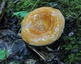 Lactarius croceus image