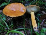 Lactarius volemus image