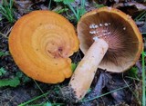 Lactarius peckii image