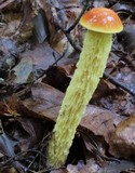 Heimioporus betula image
