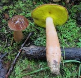 Aureoboletus auriporus image