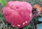 Boletus miniatopallescens image