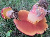 Boletus miniatopallescens image