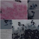 Panaeolus papilionaceus var. capitatocystis image