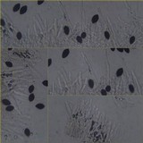 Panaeolus papilionaceus var. capitatocystis image