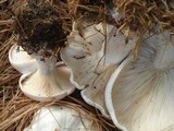 Clitocybe robusta image