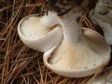 Clitocybe robusta image