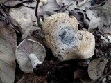 Inocybe haemacta image