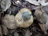 Inocybe haemacta image