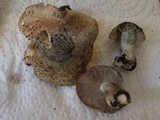 Inocybe haemacta image